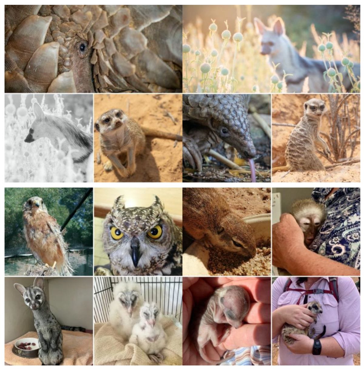 Collage of animals in our care