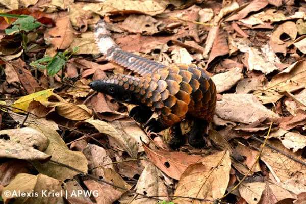 black bellied pangolin cameroon phataginus tetradactyla black bellied pangolin cameroon phataginus tetradactyla