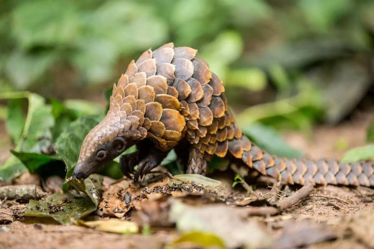 Johan Vermeulen – The Black-Bellied Pangolin Johan Vermeulen - Eye Of The Pangolin - The Black-Bellied Pangolin - One Of the Long Tailed Pangolin | African tree pangolin