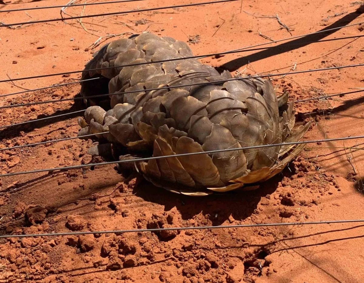 endangered pangolins africa Pangolin Scales | one of eight species - pangolin species occur in Southern Africa