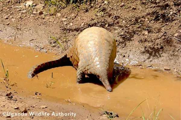 Giant ground Pangolin Uganda – Smutsia Gigantea Giant ground Pangolin Uganda - Smutsia Gigantea