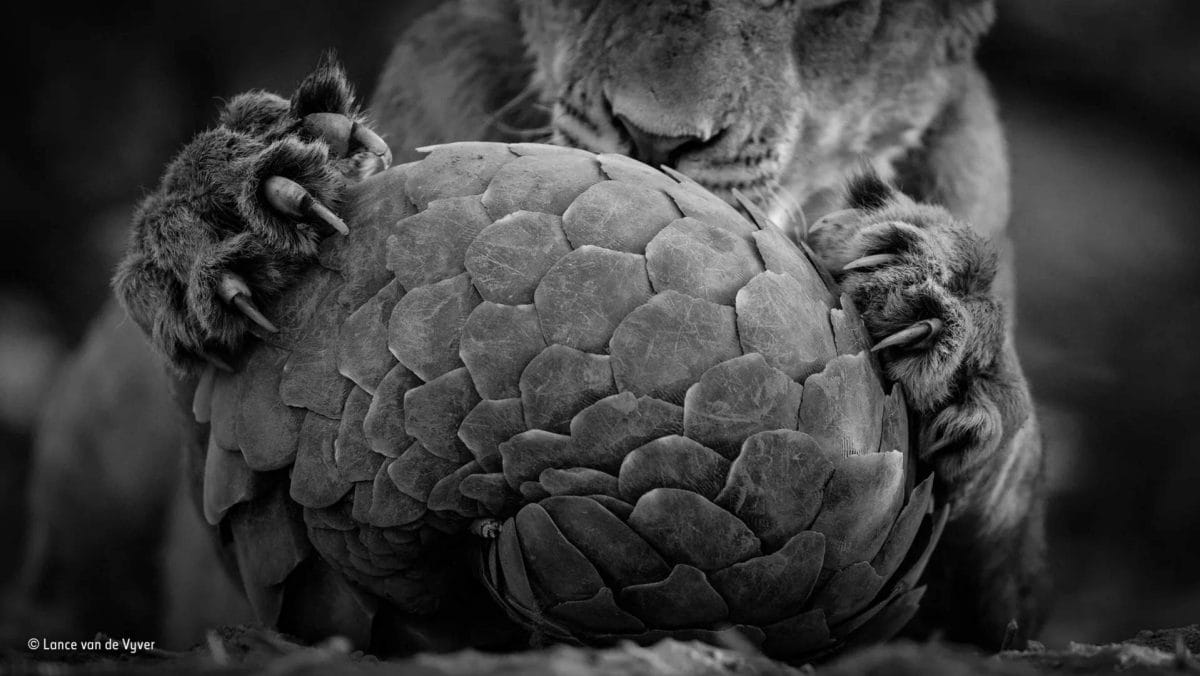 Lance van de Vyver – Pangolin Vs Lion Pangolins are endangered species - image in national geographic