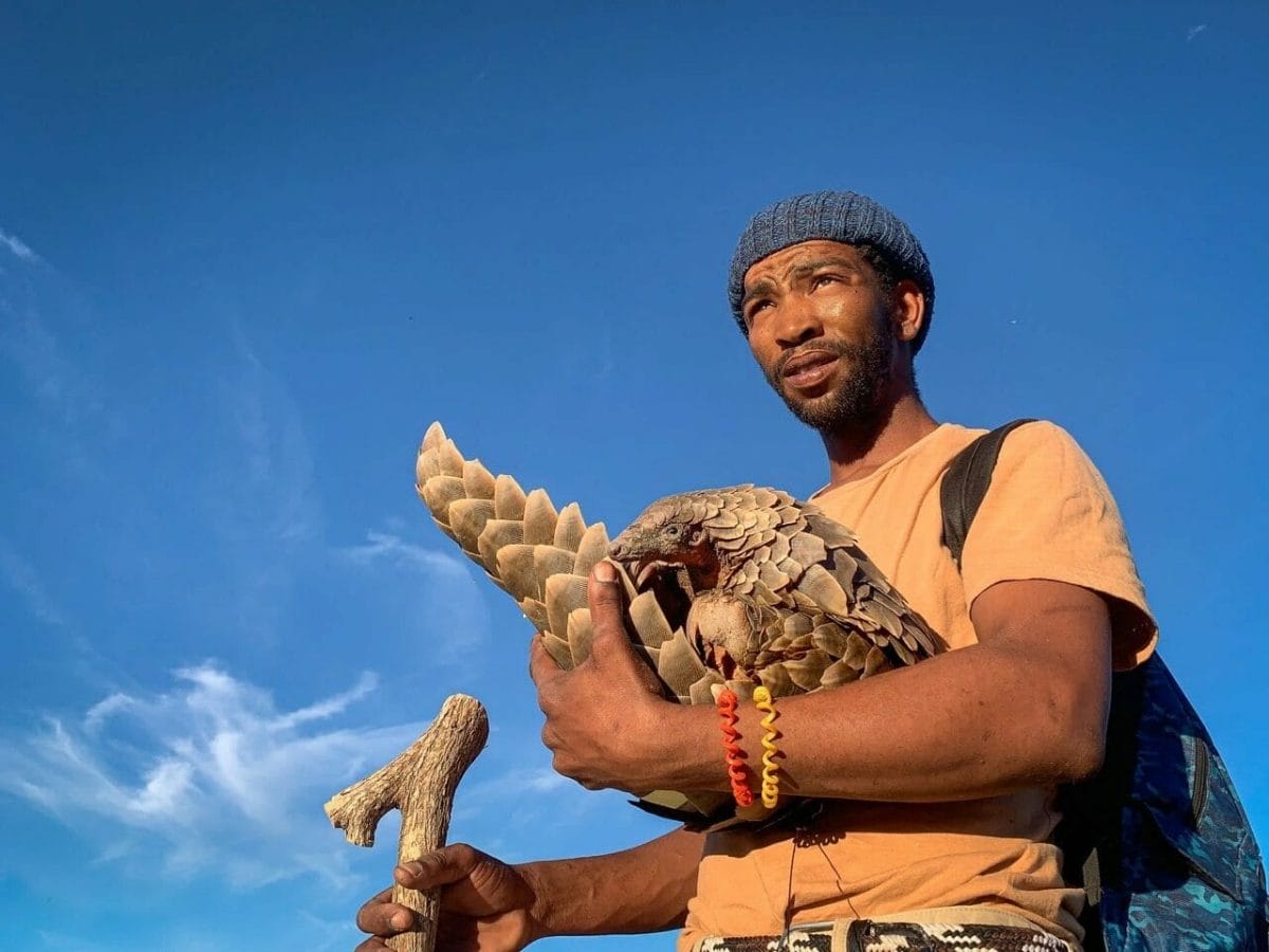 pangolin conservation kalahari project Pangolin carer to help plight against their endangered species status | critically endangered