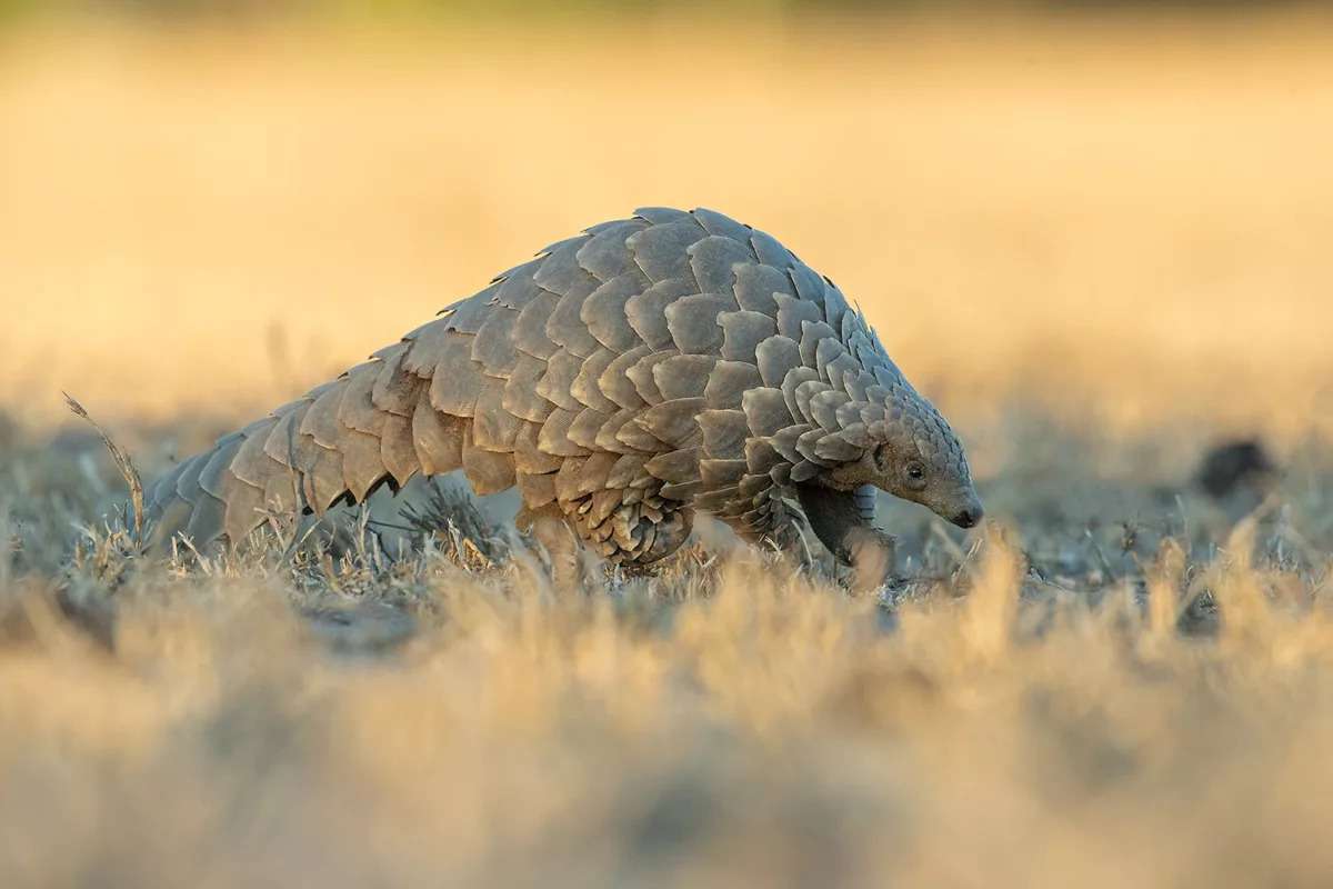 The ground pangolin, also known as Temminck's pangolin, Cape pangolin or steppe pangolin, is one of four species of pangolins which can be found in Africa