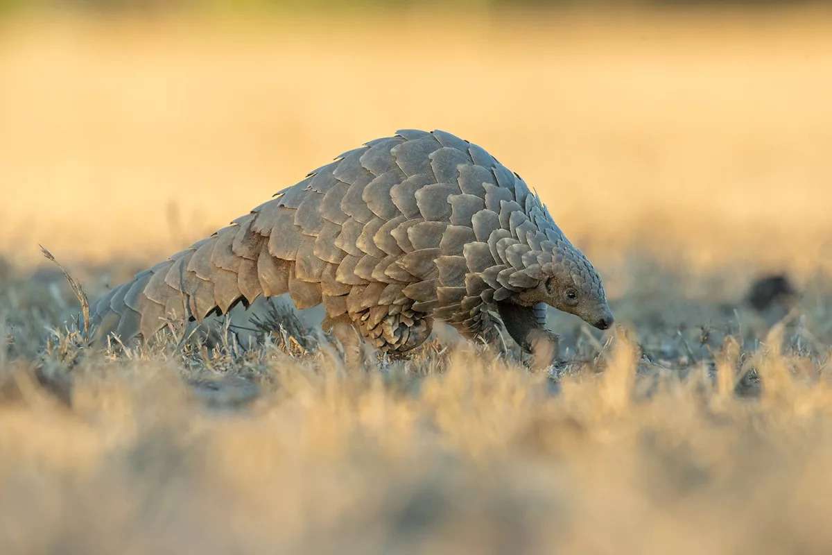 Grant Atkinson Pangolin at Malamala The ground pangolin, also known as Temminck's pangolin, Cape pangolin or steppe pangolin, is one of four species of pangolins which can be found in Africa