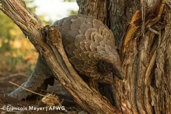 temmnicks ground pangolin uganda smutsia temminckii temmnicks ground pangolin uganda smutsia temminckii