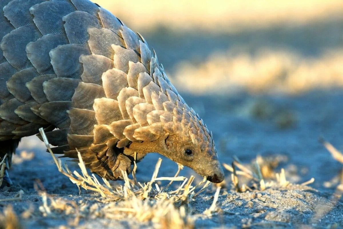 Scaly anteaters - Temminck's pangolin eating in Mala Mala Game Reserve South Africa