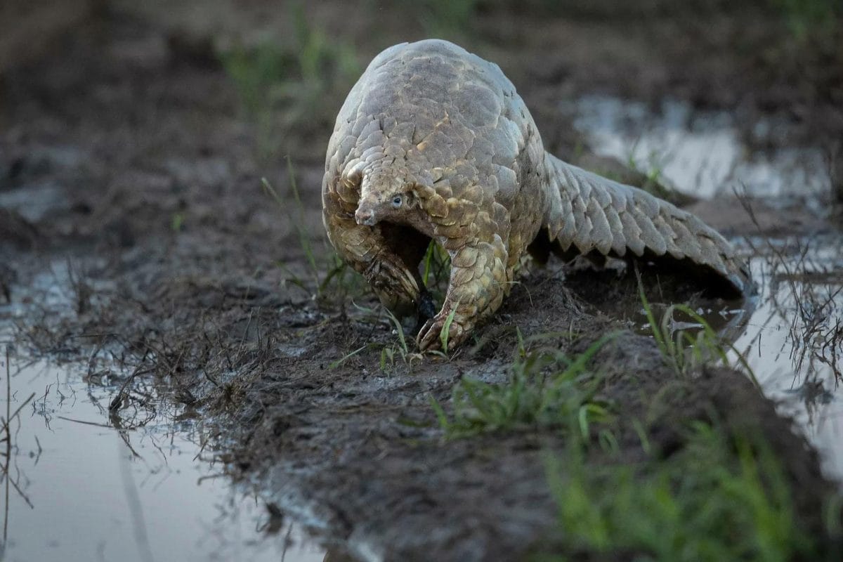 The African Pangolin © Grant Atkinson Eight Species | African Pangolins | One of four species in Africa - overlapping scales