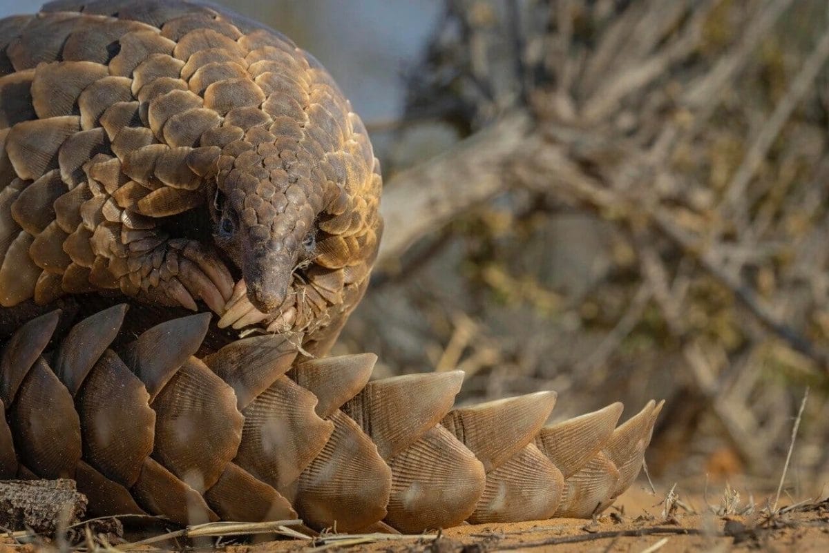 What is a Pangolin? © Helena Atkinson What is a Pangolin? © Helena Atkinson