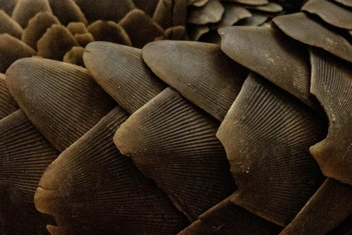 pangolin scales Pangolin Scales - making pangolins one of the most trafficked mammal