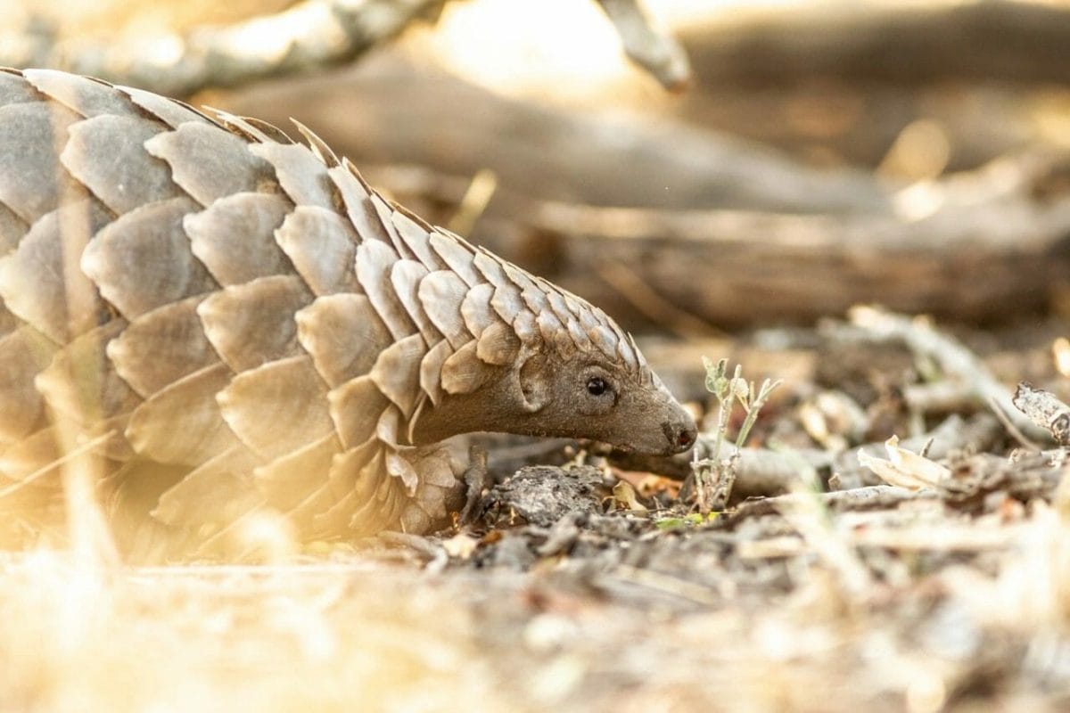 Kyle Smith - pangolin searching for termite and ant nests | terrestrial pangolin burrows