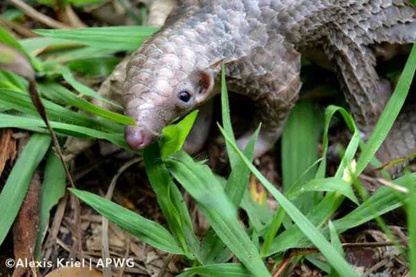 white bellied pangolin kenya phataginus tricuspis white bellied pangolin kenya phataginus tricuspis